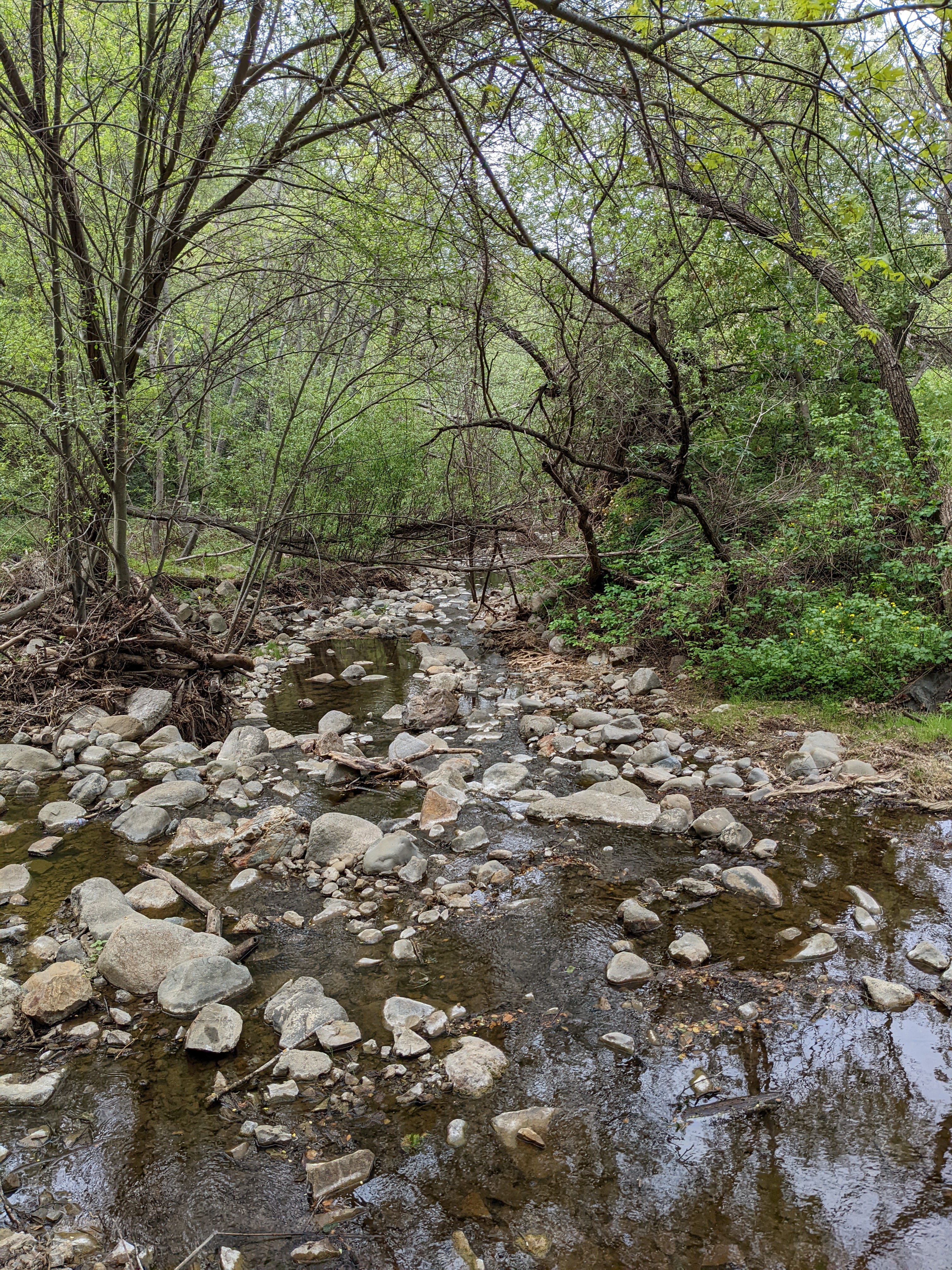 Penitencia Creek scene in spring